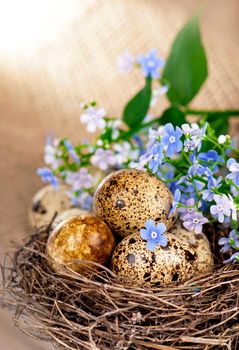 quail eggs in the nest and forget-me-not.