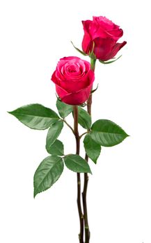 isolated pink roses flower on a white background