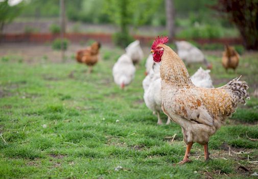 Rooster and Chickens. Free Range Cock and Hens.