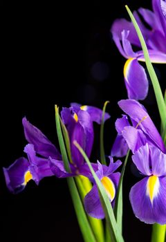 beautiful blooming iris on a black background closeup