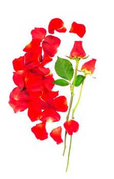 Red rose petals isolated over the white background.