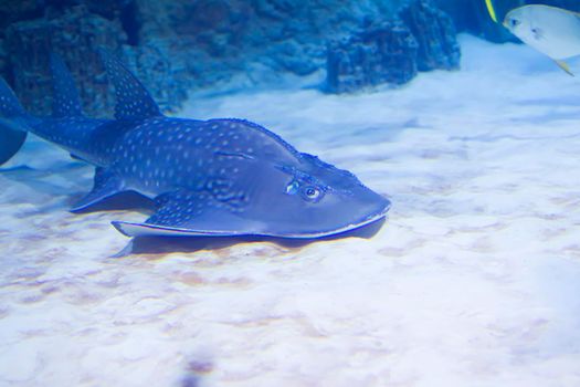 Flat sea shark in blue water