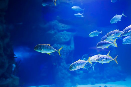 A flock of tropical sea fish in blue water
