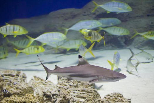 Deep sea shark on the background of a flock of tropical fish.