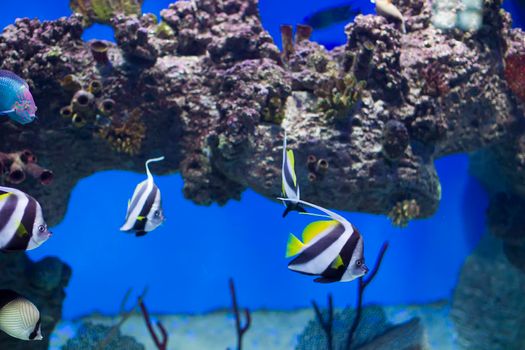 Zanclus cornutus.Exotic tropical fish on the background of corals and reefs.A flock of striped aquarium rub