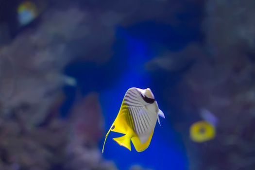 Sea fox fish on the sea background