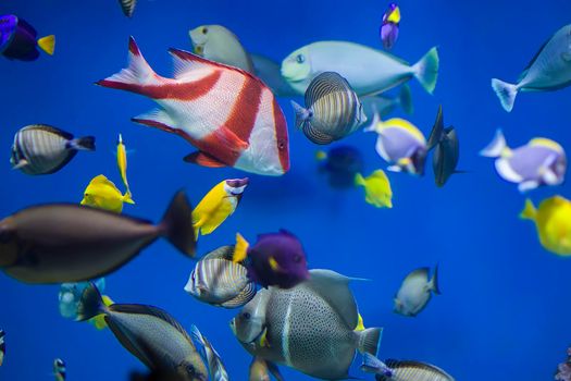 Multi-colored tropical fish on the background of reefs and corals.
