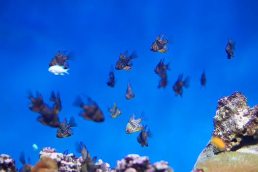 A flock of tropical fish on the background of reefs and corals. Exotic fish in blue water