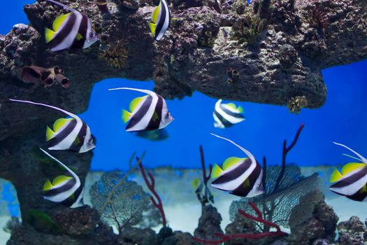 Zanclus cornutus.Exotic tropical fish on the background of corals and reefs.A flock of striped aquarium rub
