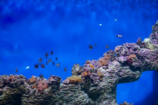 A flock of tropical fish on the background of reefs and corals. Exotic fish in blue water