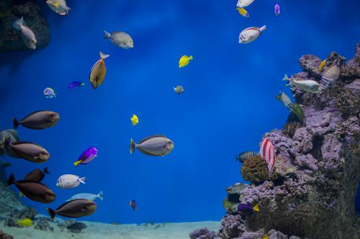Multi-colored tropical fish on the background of reefs and corals.