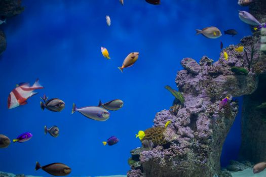 Multi-colored tropical fish on the background of reefs and corals.