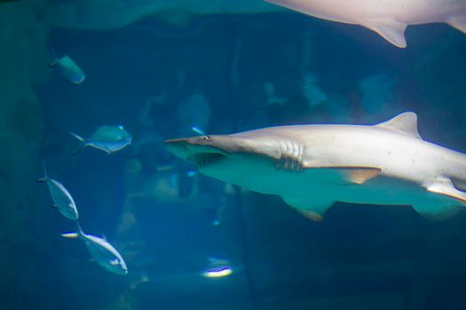 Huge scary shark in blue water