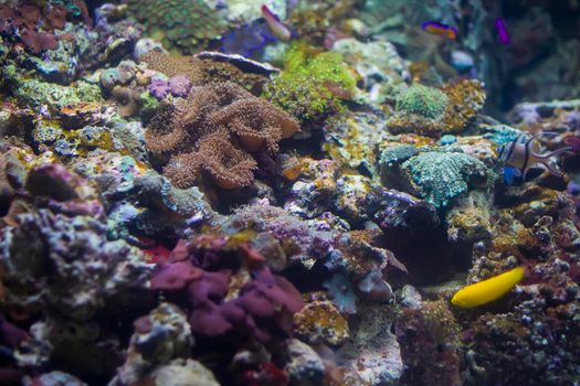 Multicolored corals background