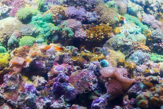 Multicolored corals background
