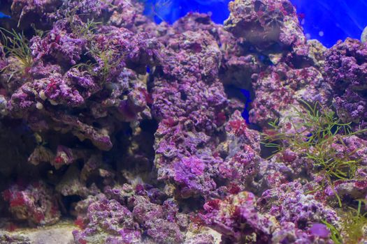 Multicolored corals background