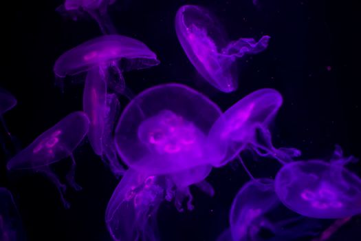Medusa on a black background. Medusa backlit with purple light