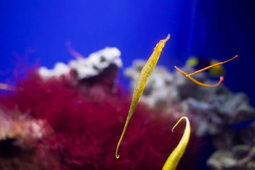 Alligator needle on the background of red corals.Sea fish needle