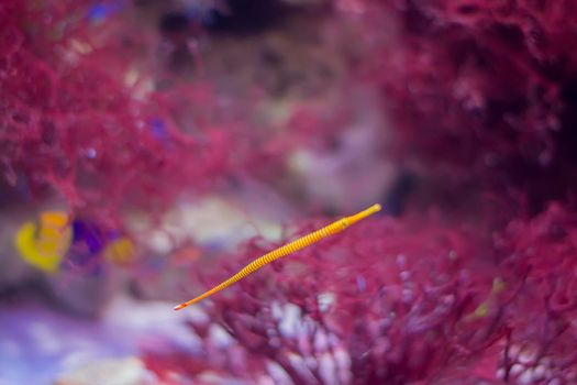 Alligator needle on the background of red corals.Sea fish needle