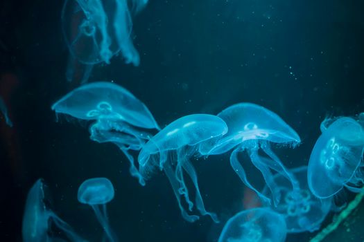 Medusa on a blue background. Medusa backlit with turquoise light
