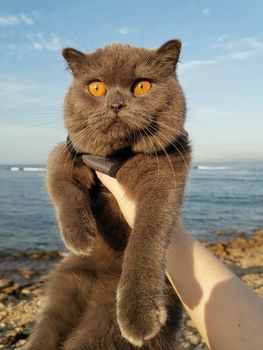 Portrait of a grey cat against the sea