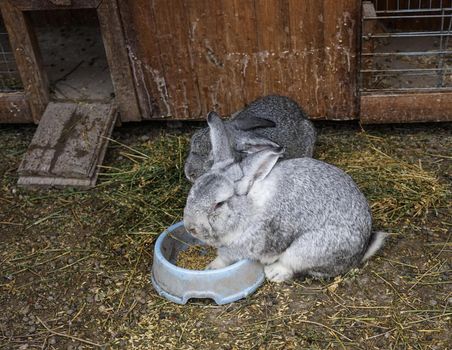 rabbit farm with fluffy rabbits on the background of straw bedding