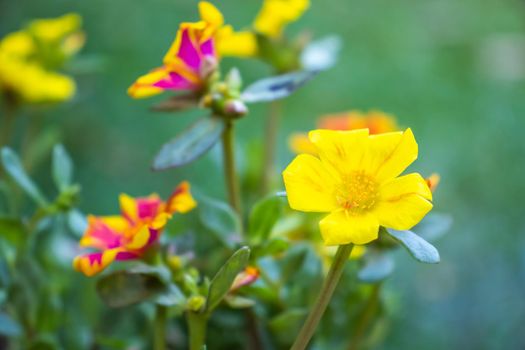 Beautiful orange and yellow cosmos flowers in garden field