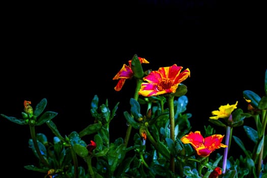 Fresh color flowers on black background