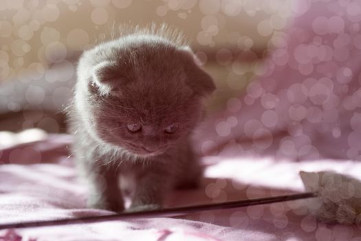 Portrait of a small gray Scottish kitten on a pink background.