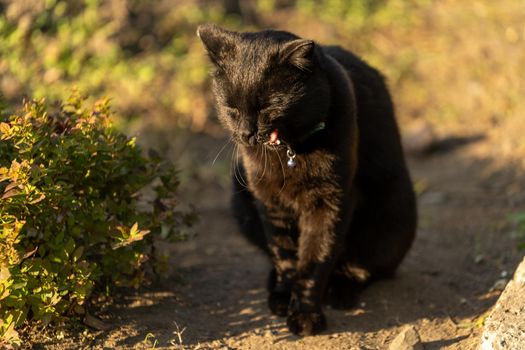 Portrait of a black cat on the background of vegetation in the garden.
