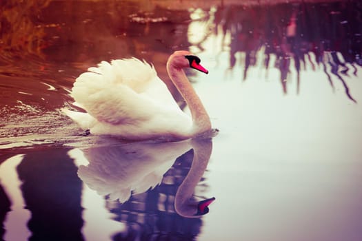 Graceful Swan in the pond.