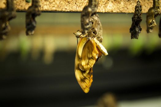 Butterfly being born alone. No people
