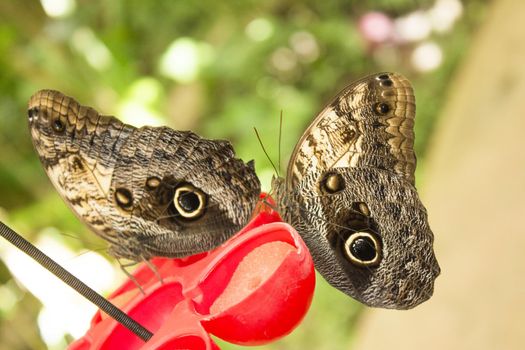Caligo butterfly family of the Nymphalidae known as owl butterfly. No people
