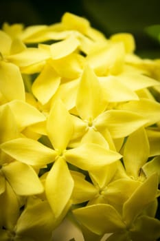 Yellow flower with cross shaped flowers. No people