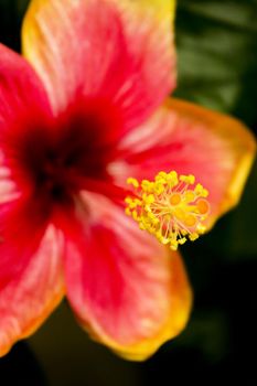 Fully blooming red and yellow hibiscus flower. No people