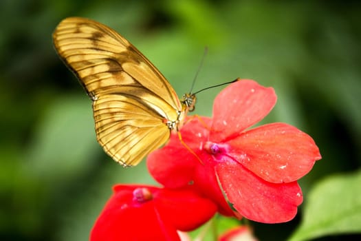 Orange and brown butterfly on red flowers. No people