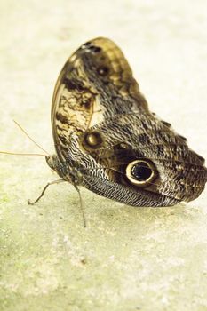 Blue morpho butterfly with closed wings. No people