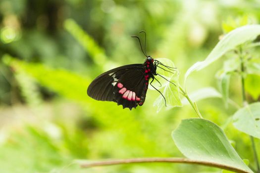 Black butterfly with red spots. No people