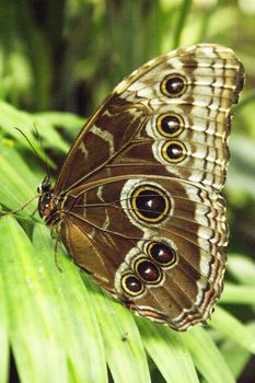 Blue morpho butterfly with closed wings. No people