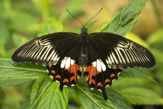Butterfly of brown white and red tones with open wings. No people