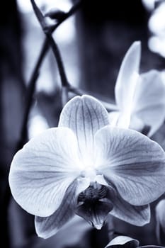White and pale pink orchid. No people. Copy space
