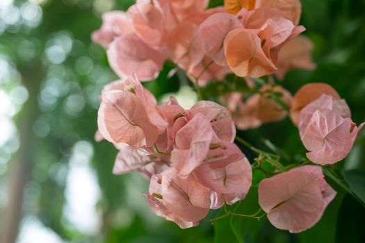 Pink bougainvillea flowers on a blurred green background.