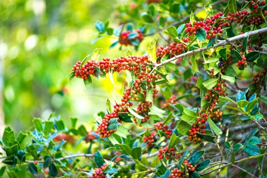 The Ilex aquifolium shrub with bright red berries on blurred green background on a Sunny day.