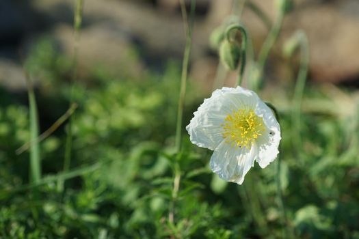 White poppies bloom. Flowers white poppies bloom in a wild field. Poppies of a beautiful field with selective focus, soft light. Natural Drugs - Opium Poppy. Glade of red and white wildflowers
