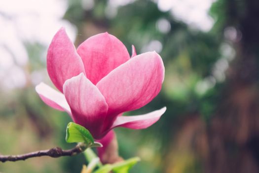 Pink Magnolia flower on blurred background. Beauty of nature.