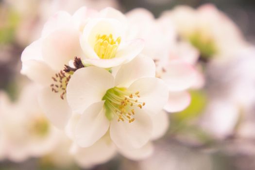 Pink flowers of the Japan quince on blurred background.