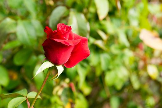 Floral background with lush red roses. For design and networking.