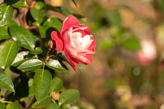 Beautiful pink rose on a blurry background. Flowers and gardens