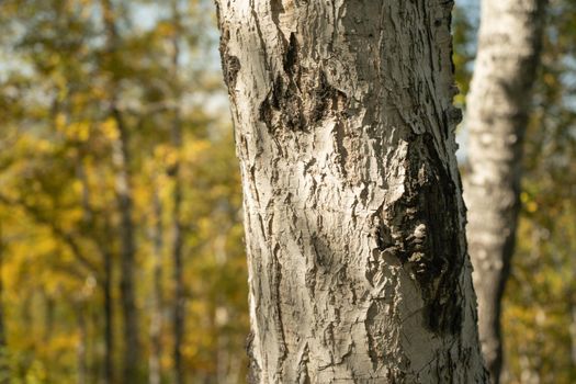 Natural background with a view of a tree trunk on a blurred background of yellow leaves