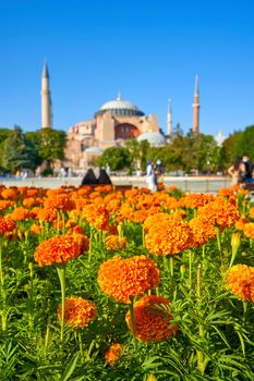 A flower bed with a defocused Sofia Mosque in the background.